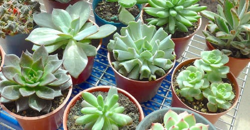 energia transmiten suculentas hogar Qué energía transmiten las suculentas en el hogar y cómo cuidarlas