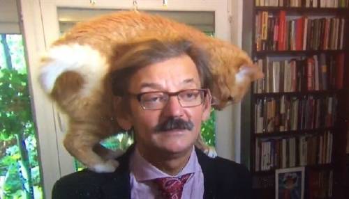Viral: el gato que se coló en una entrevista y hace reír a todos