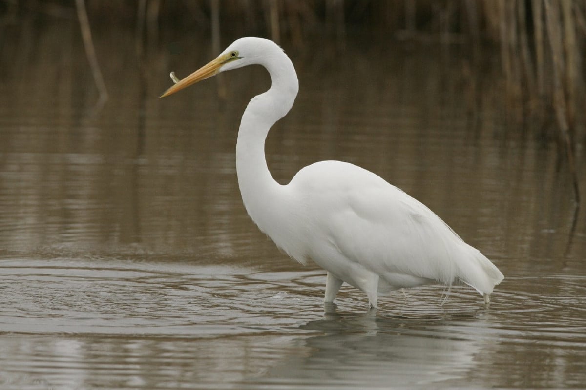 GARZA