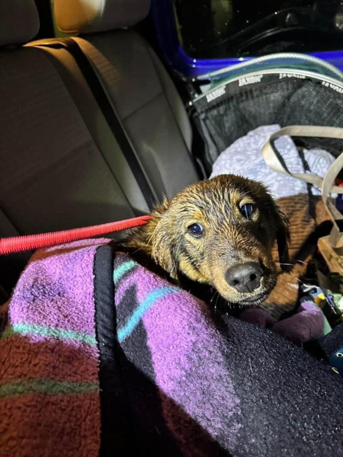 rescate perro3 rescate perro3