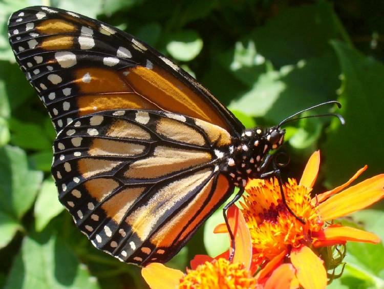 Jardín de mariposas en la Ciudad de Buenos Aires