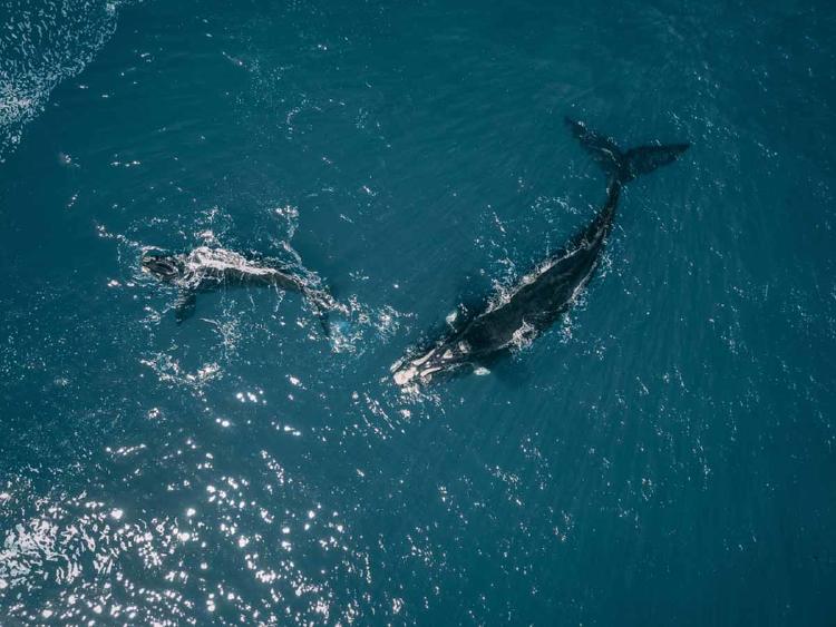 BALLENA FRANCA2 BALLENA FRANCA2