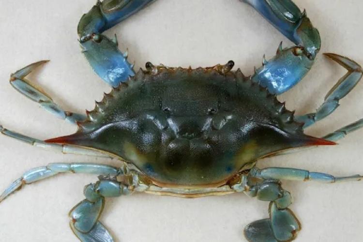 cangrejo voluntarios se sumergen en la oscuridad para proteger al nativo Pseudothelphusa morelosis de una amenaza inesperada: el acocil australiano. Imagen (Wired.com)