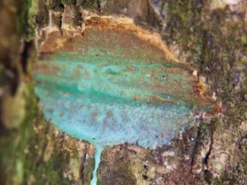 salvia azul arbol metales salvia azul arbol metales