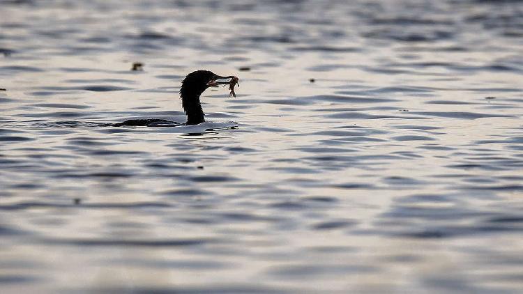 e00bea08 3 eduardo bodino bigua con pez 1024x576 e00bea08 3 eduardo bodino bigua con pez 1024x576