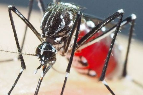 dengue Imagen: Pinterest