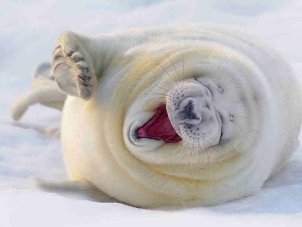boredbug.staging.wpengine_boredbug_yawning-baby-seal
