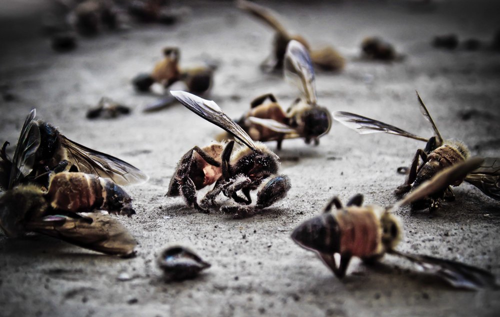 Una noticia trágica: encuentran abejas muertas en México |
