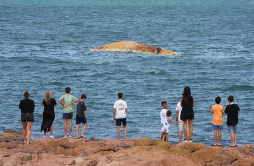 ballena muerta uruguay ballena muerta uruguay