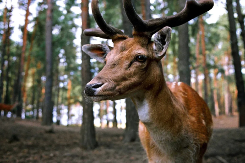 ciervo Un misterioso brote de enfermedad cerebral en ciervos salvajes volvió a encender las alarmas en Estados Unidos. (Imagen: ambito.com)