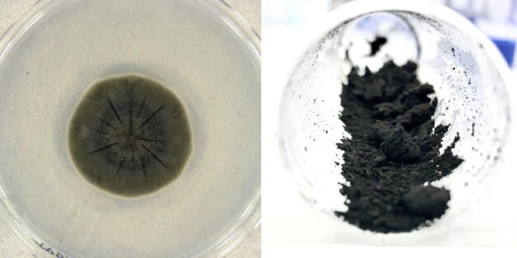 hongo chernobyl hongo chernobyl