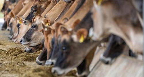 Vacas 700x375 Vacas 700x375