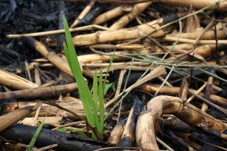 pasto creciendo pasto creciendo