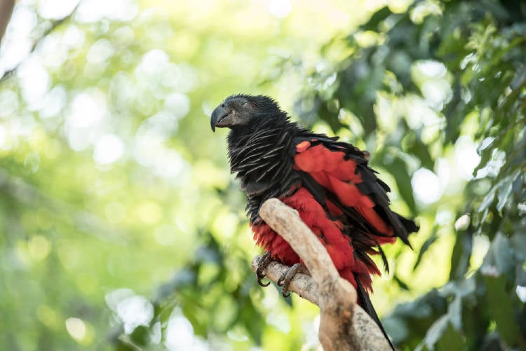 loro dracula loro dracula