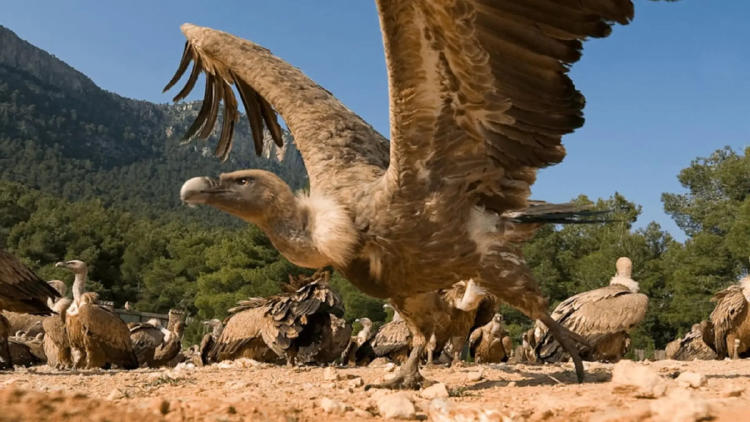 buitres3 buitres3
