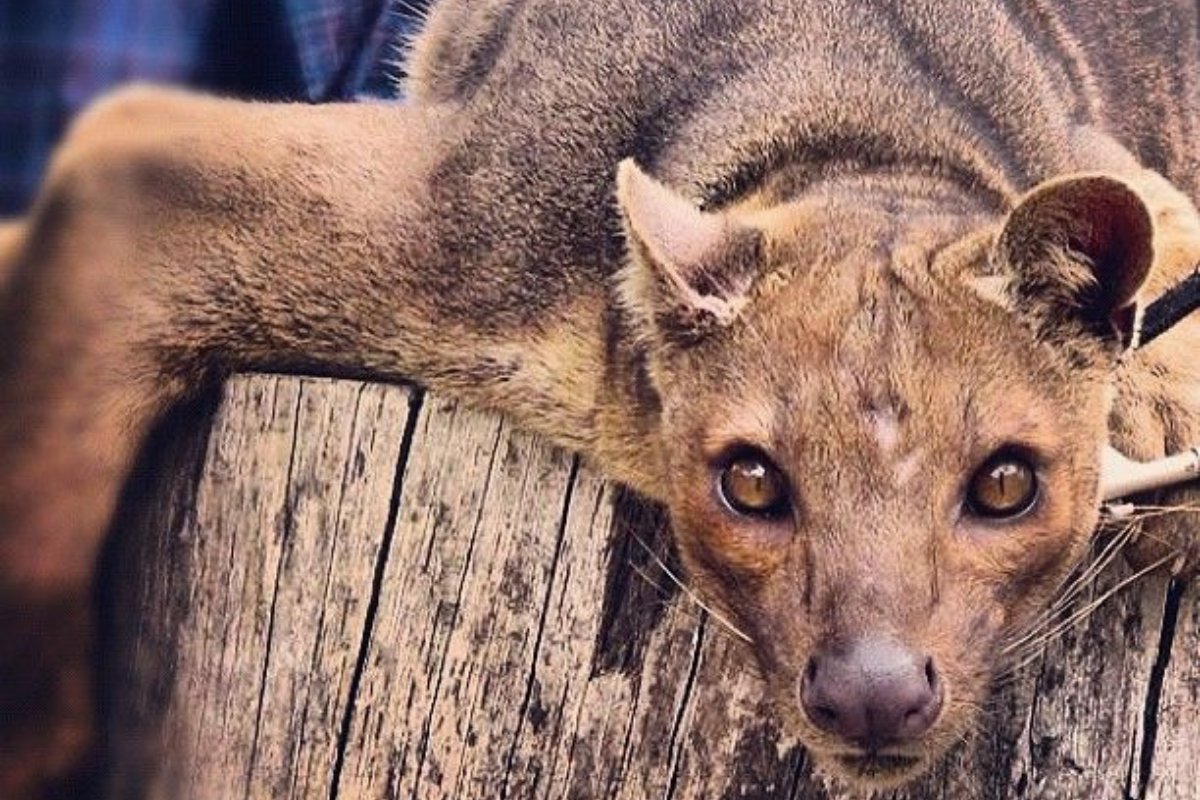 Fosa.png Aunque muchos la confunden con un felino salvaje por su apariencia, la fosa está más emparentada con las mangostas. (Foto: Pinterest)