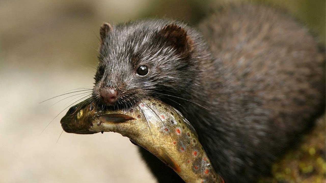 Vison Americano Vison americnao predando