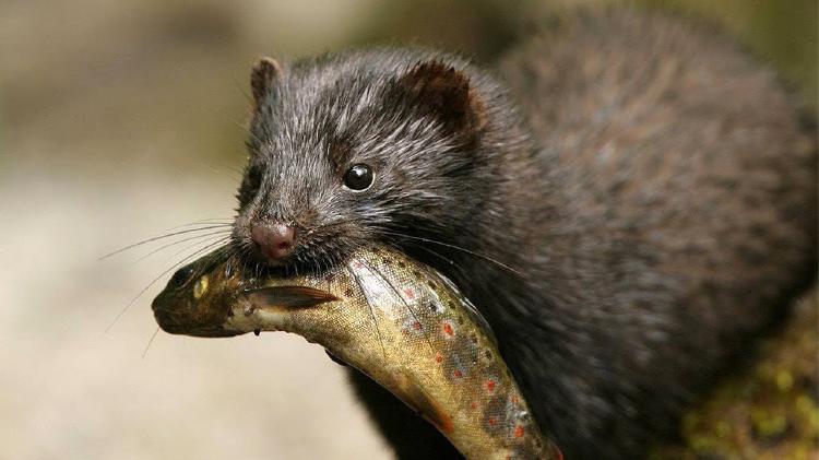 Visón Americano, la especie exótica invasora que arrasa con la fauna ...