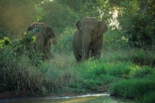 pocha y guillermina pocha y guillermina