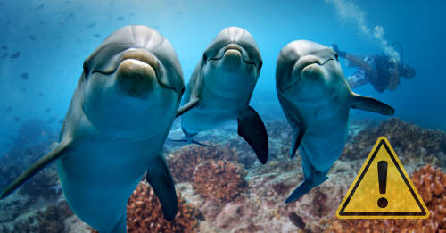 Los delfines están en peligro por el cambio climático