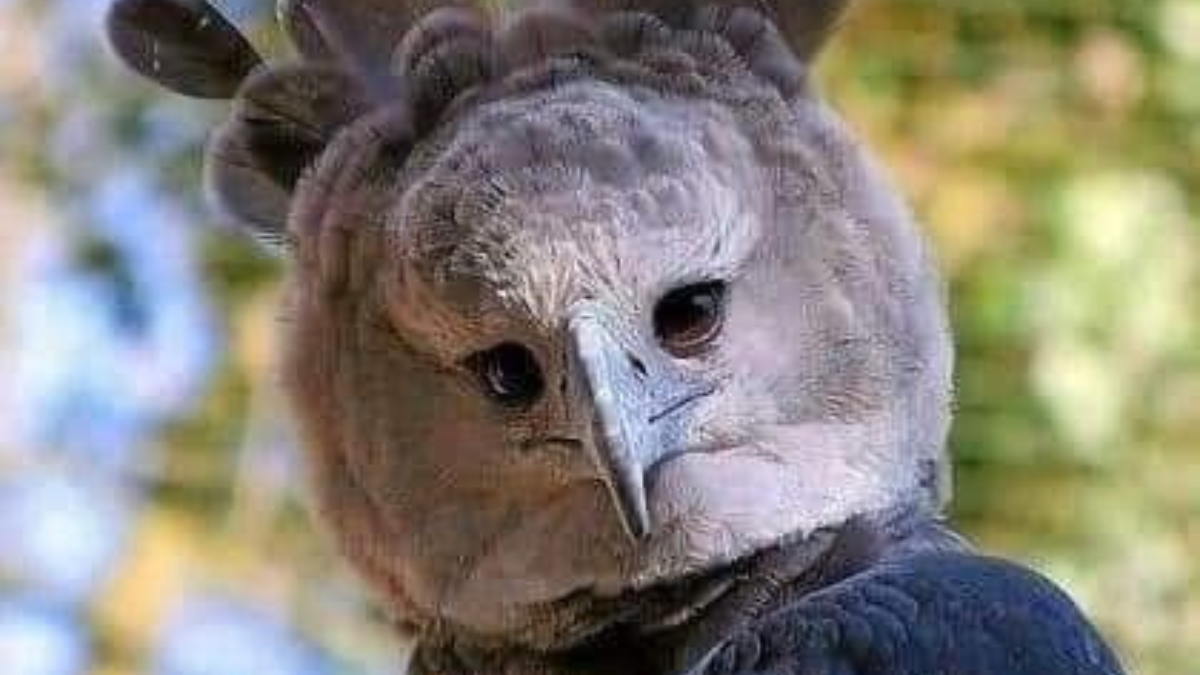 aguila harpía El águila harpía, una de las aves más poderosas y grandes del mundo, se enfrenta a serias amenazas que ponen en riesgo su supervivencia (Foto: Pinterest)