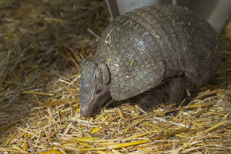 tatu bola El tatú bola se ve amenazado por la caza, ya que se lo considera alimento. Es más fácil de cazar que otras especies de armadillo, ya que no tiene los mismos hábitos subterráneos.