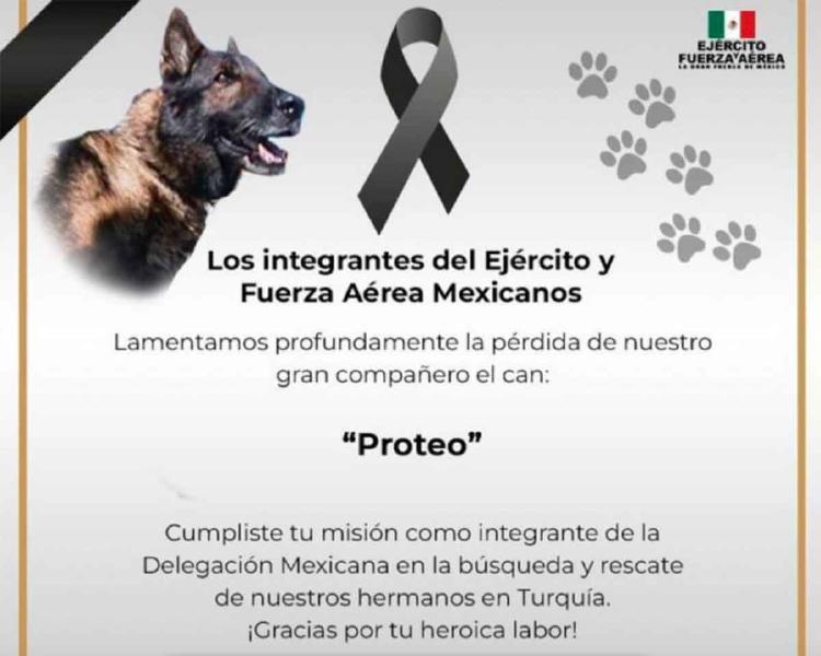 perro proteo3 perro proteo3