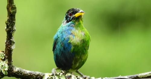 Mielero bicolor foto Mielero bicolor