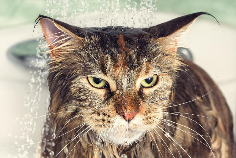 gato agua AdobeStock_164361291