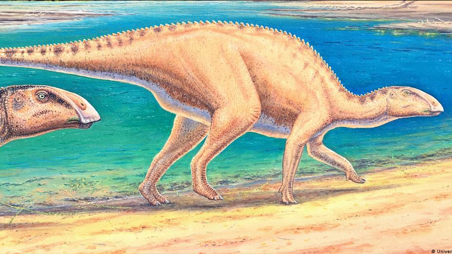 65947102_1004 65947102_1004