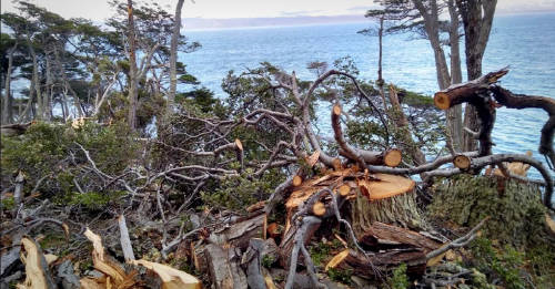 avanza deforestacion tierra del fuego