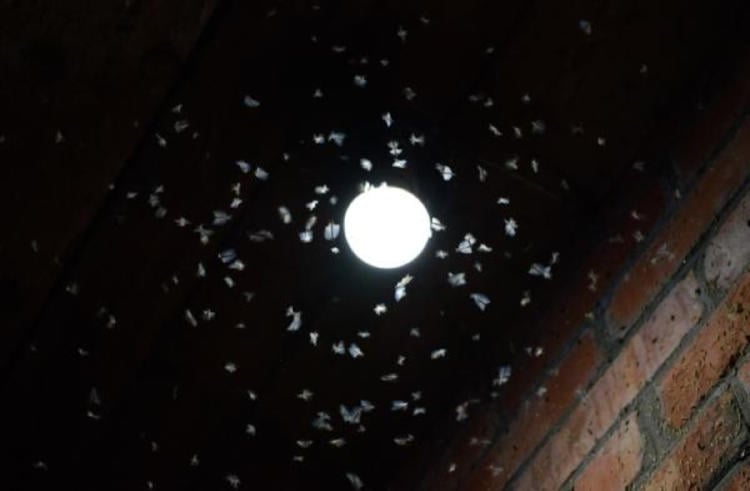 insectos luces2 insectos luces2