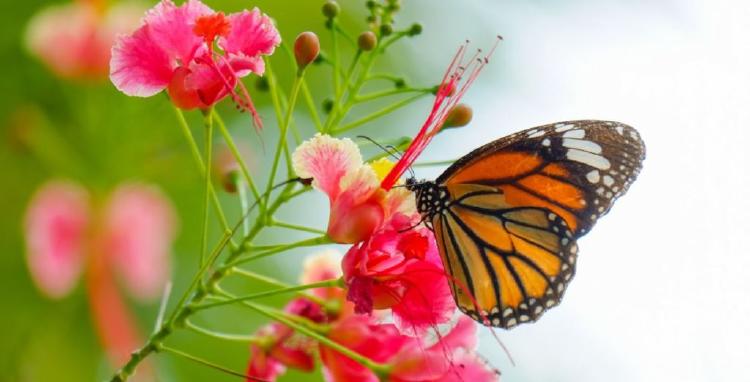 mariposas