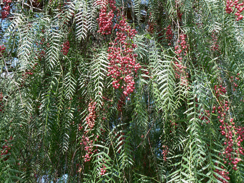 schinus areira q2174 schinus areira q2174