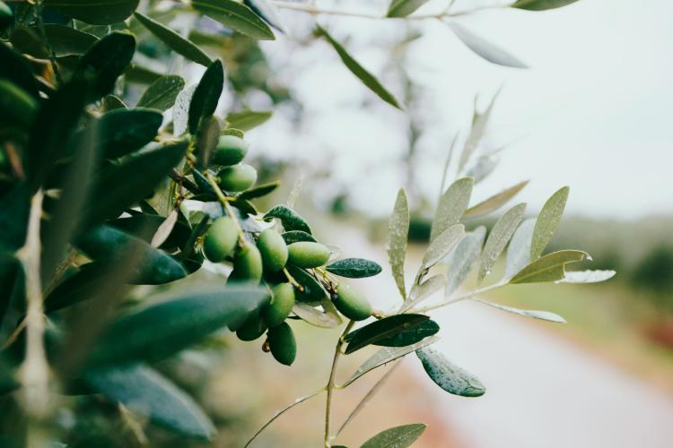 nazar hrabovyi lIuxlN0zSjs unsplash nazar hrabovyi lIuxlN0zSjs unsplash