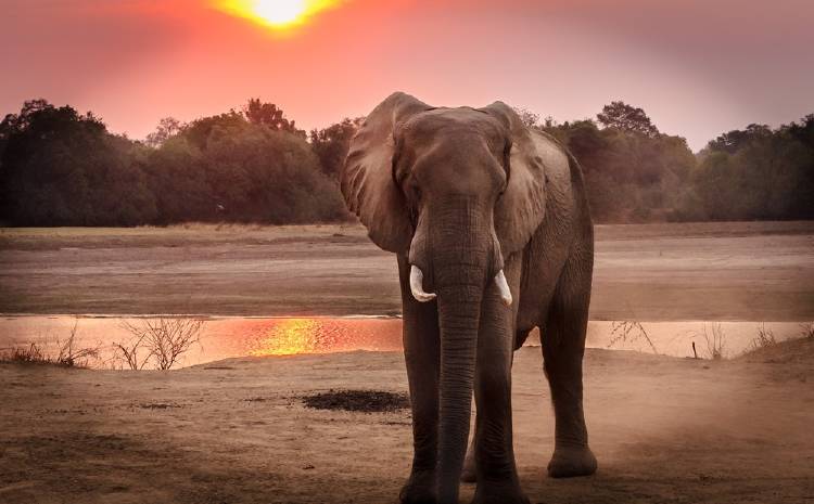 elefante Hospital para elefantes