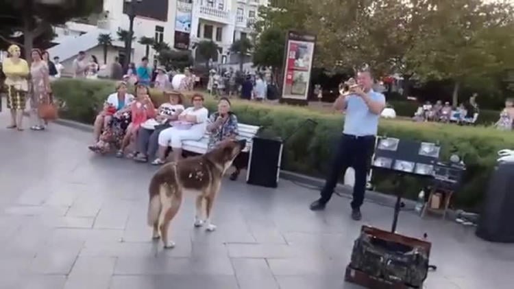 perro crimea3 perro crimea3