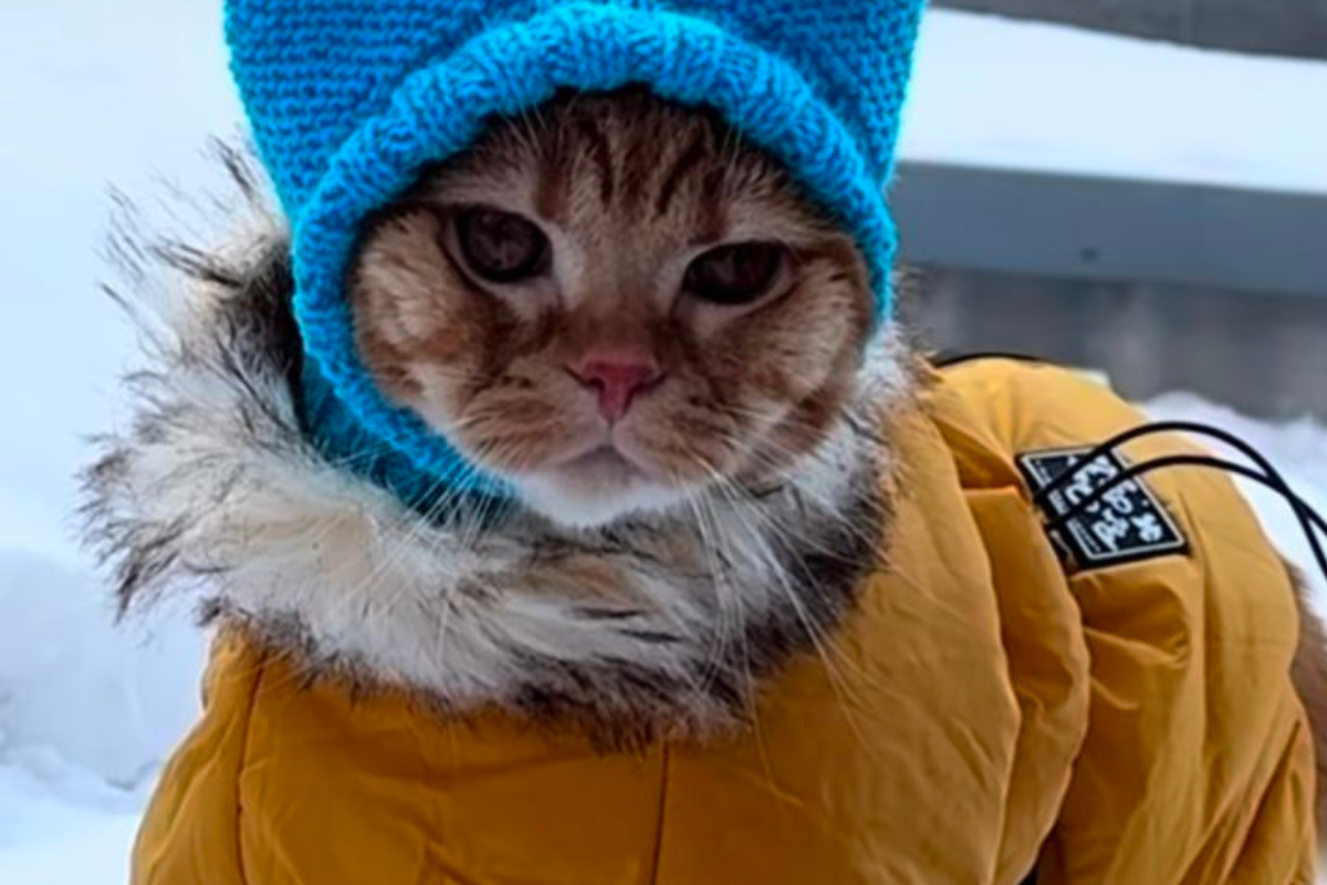 gato Con simples cuidados y ajustes en su entorno, podemos ayudar a que nuestros gatos friolentos estén cómodos y saludables durante el invierno. (Imagen: Pinterest)