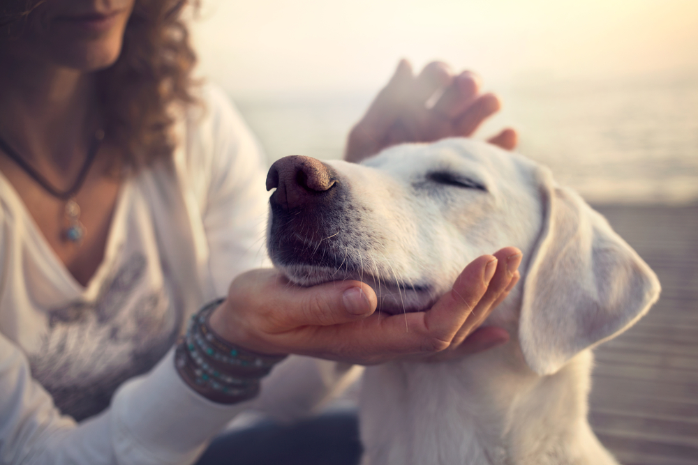Mujer acariciando la cara de un perro Mujer acariciando la cara de un perro