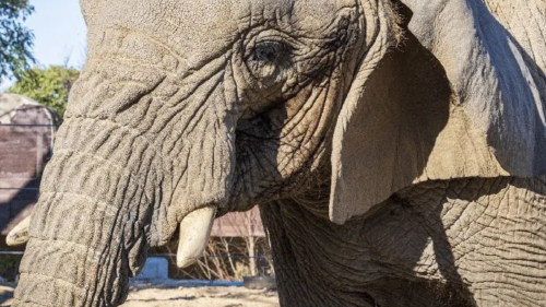 elefanta El centro pierde \"uno de sus integrantes más queridos\", al que acogió en 2009 fruto de un programa mundial