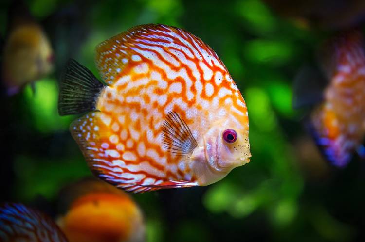 Los peces desaparecerán antes que las criaturas terrestres