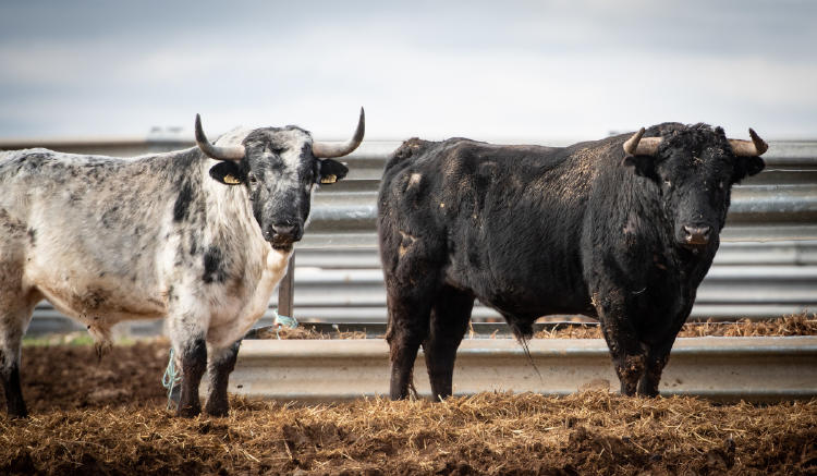 toros AdobeStock_408388333 toros AdobeStock_408388333