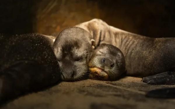 cachorros 750x375 cachorros 750x375