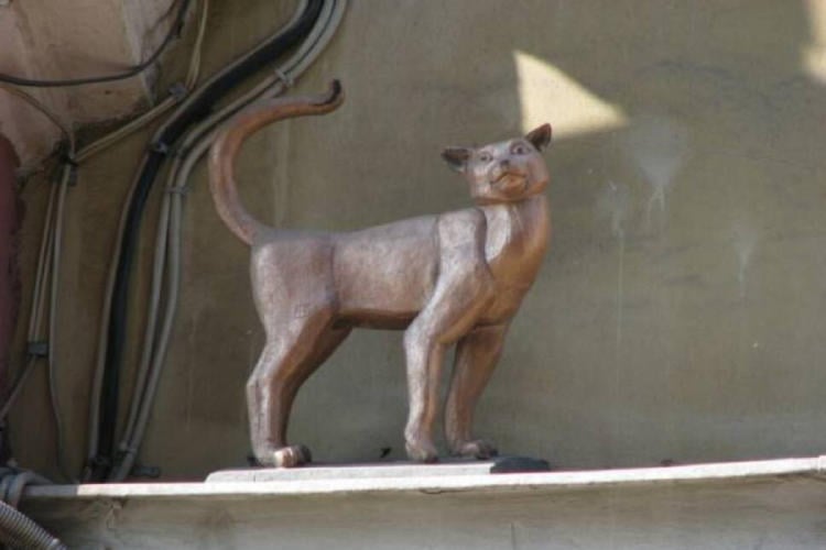 gato vaska2 gato vaska2