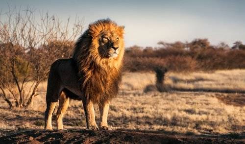Un león observa algo a lo lejos