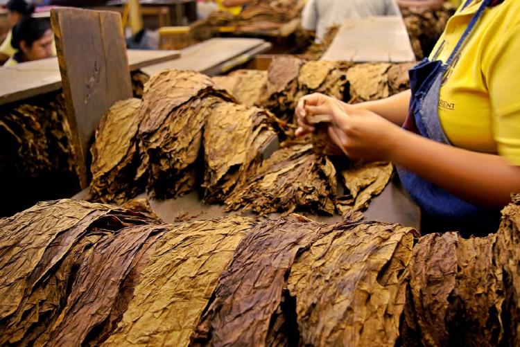 Mujer trabajando en la produccion de hojas del tabaco