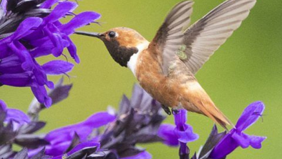 La planta nativa que atrae mariposas por la mañana y colibríes por la tarde. (Foto: Pinterest)