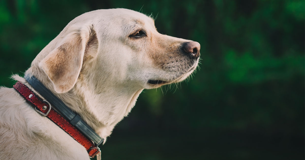 prohiben collares electricos daño perros prohiben collares electricos daño perros
