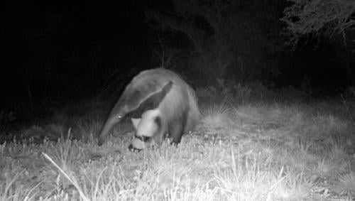 Oso hormiguero en Brasil 2 Cortesía @institutoprocarnivoros Oso hormiguero en Brasil 2 Cortesía @institutoprocarnivoros