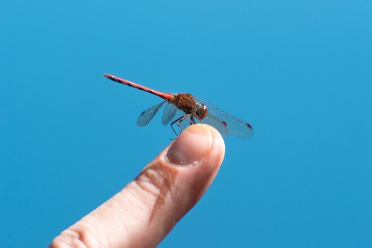 animales aeroterrestres animales aeroterrestres